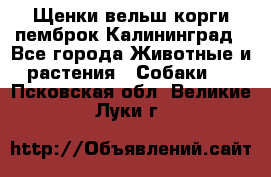 Щенки вельш корги пемброк Калининград - Все города Животные и растения » Собаки   . Псковская обл.,Великие Луки г.